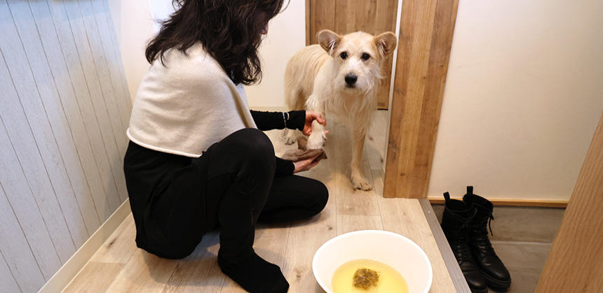 好みのハーブ水での足拭きは、犬もいい香りにウキウキ!?
