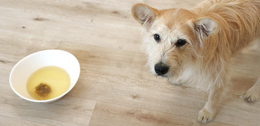 犬に飲ませる際は、そのままではなく倍以上の濃度に薄めると良いでしょう