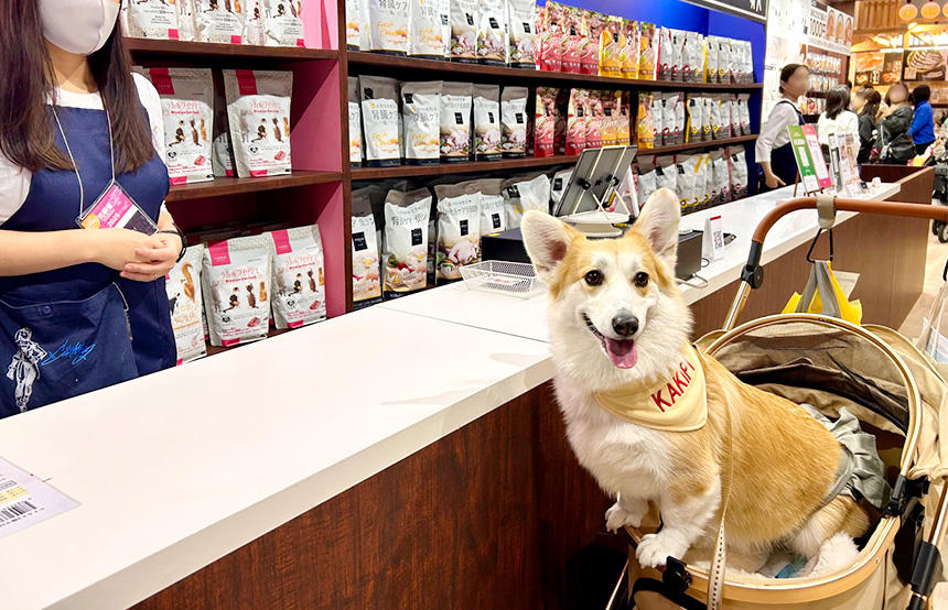 POCHIブースで楽しそうな笑顔を見せるコーギー