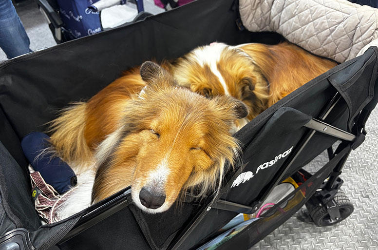 講演を聞く飼い主さんのそばで、スヤスヤ…