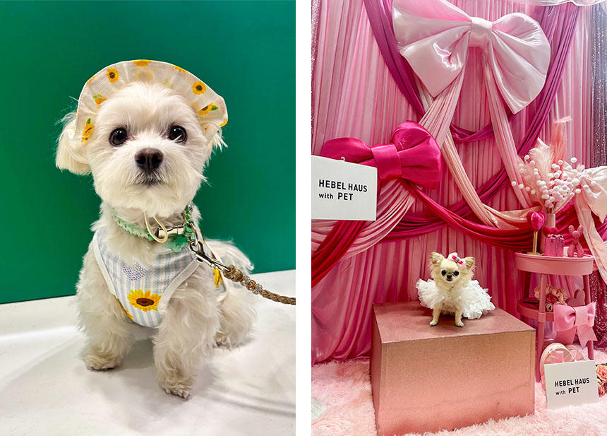 ファッションショーを見ているかのような気分で、見ている人たちの頬もほころびます