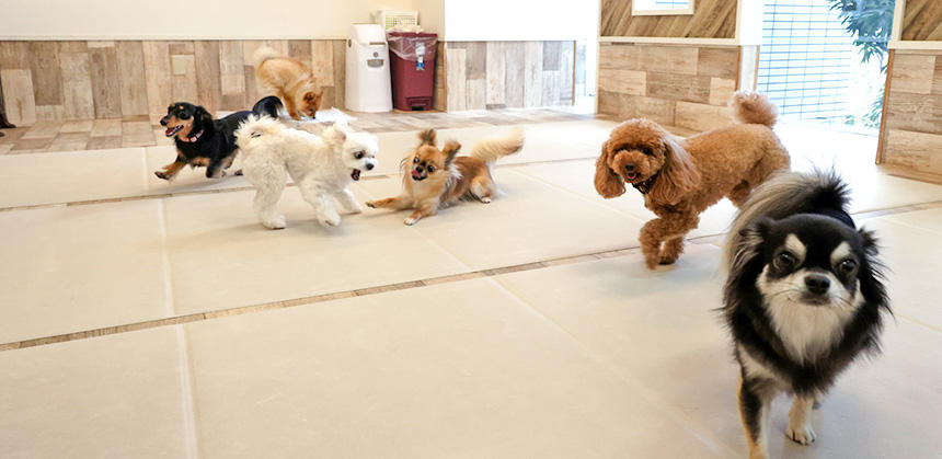 楽しい経験を積むことが、犬の幼稚園（保育園）でのとても大切！