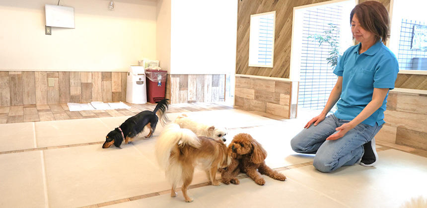 ドッグトレーナーが見守り安全や安心を確保しながら、犬同士を遊ばせます