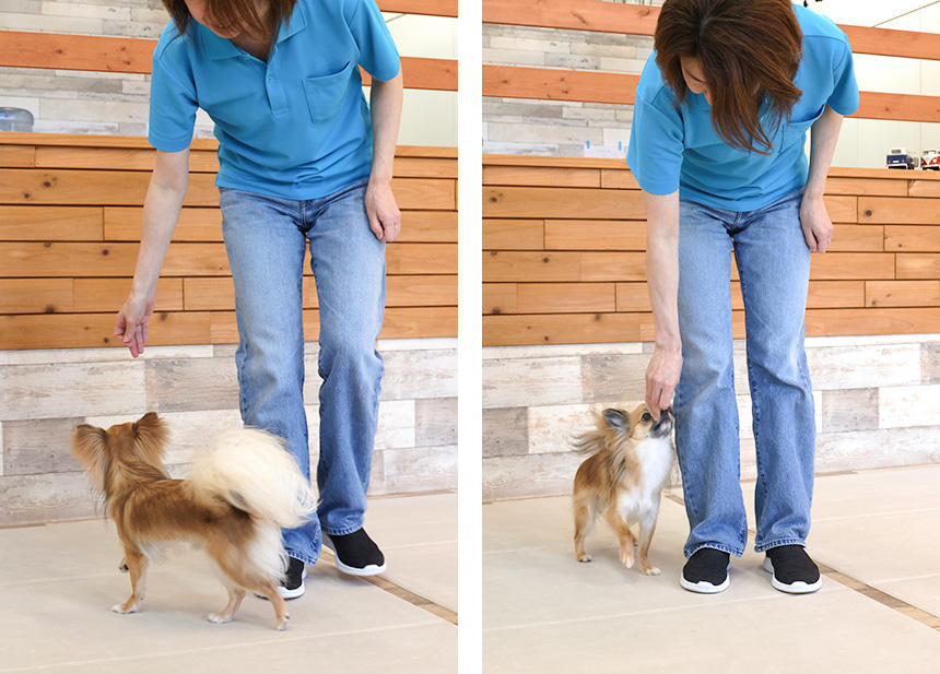 「ついて」の練習中。引っ張らないで歩いたり、拾い食いや飛びつきを防止できるようになります