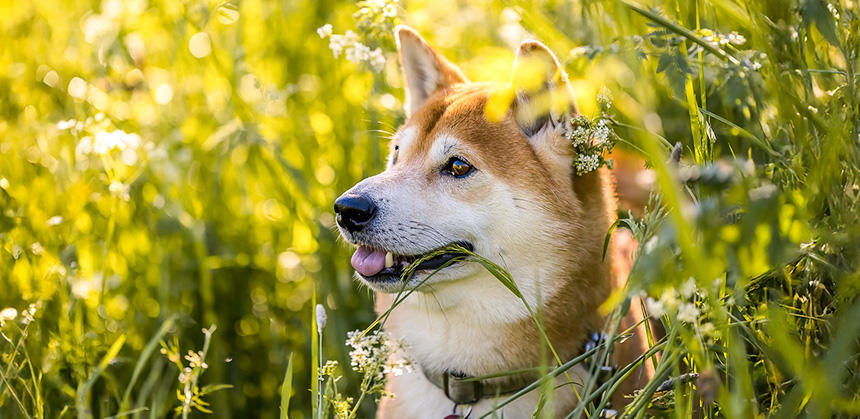 犬アトピー性皮膚炎は遺伝的素因も関係するため、柴犬などなりやすい犬種がいます