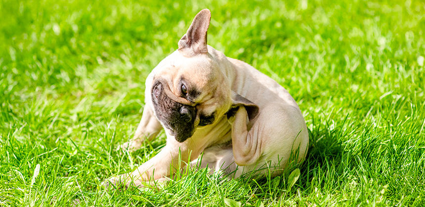 食物アレルギーは全年齢での発症があります
