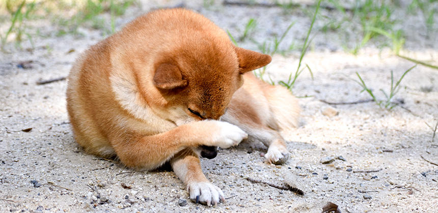 犬アトピー性皮膚炎でも食物アレルギーでも、痒みが生じるのが特徴