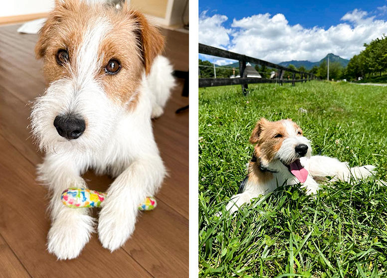 噛むおもちゃを愛用中のバジルくん