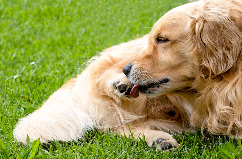 足を舐めている場合、痒みが原因かもしれません。皮膚トラブルがないかを確認してあげましょう