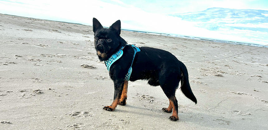 クランペットは、グリフォンの一種であるプチ・ブラバンソン。国によっては、もう２種のブリュッセル・グリフォンとベルジアン・グリフォンをまとめてグリフォンと呼ぶこともあります