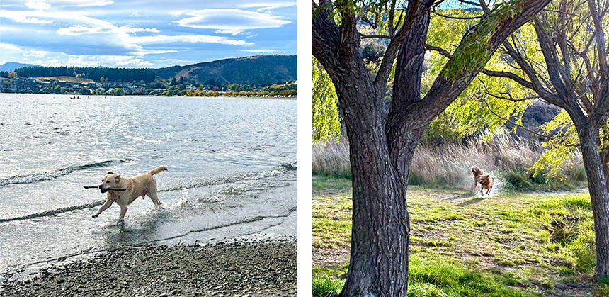 公園を散策していると、ひょっこり犬が現れることも日常の一コマ