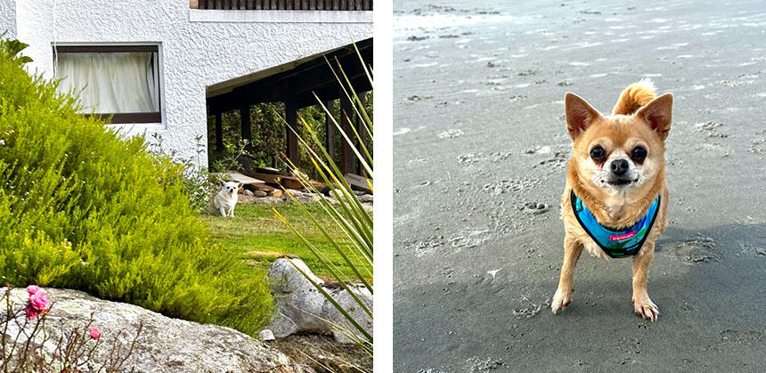 フロントヤードでくつろぐ、ケーティさんの実家のチワワ(左)と、その娘犬のルビー(右)