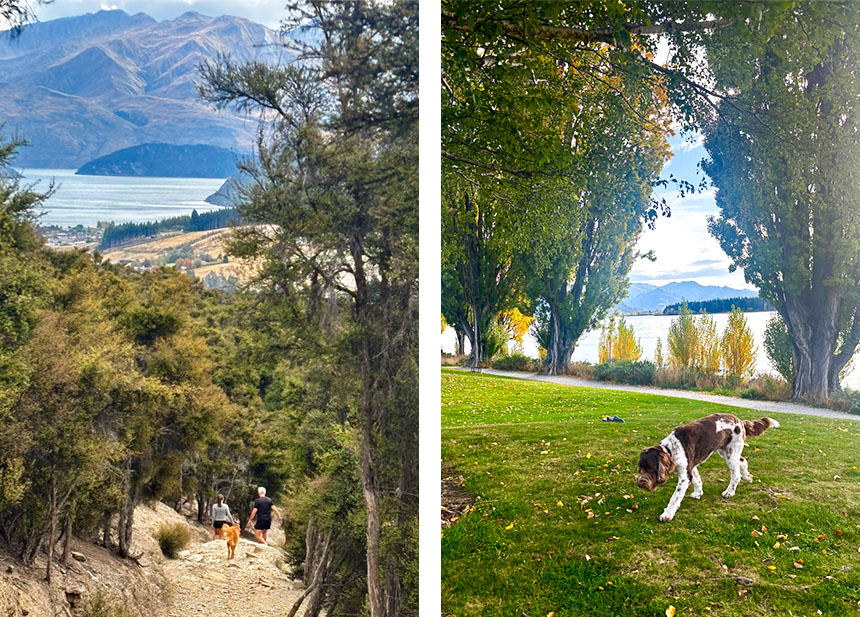 手軽なハイキングコースや水辺の公園など、ニュージーランド人はよくトレーニングされた犬とともに豊かな自然を堪能しています