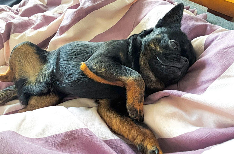 甘えん坊のクランペット。体重は５kg弱で、実は運動神経も抜群で機敏