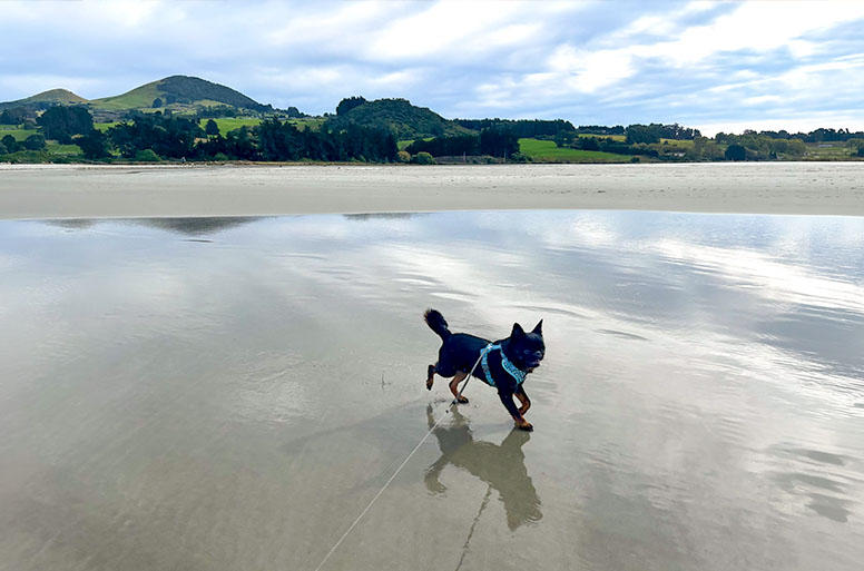 広大な放牧場を背に、これぞニュージーランドという景色が広がる海辺。潮と牧草が入り混じったような香りを感じました