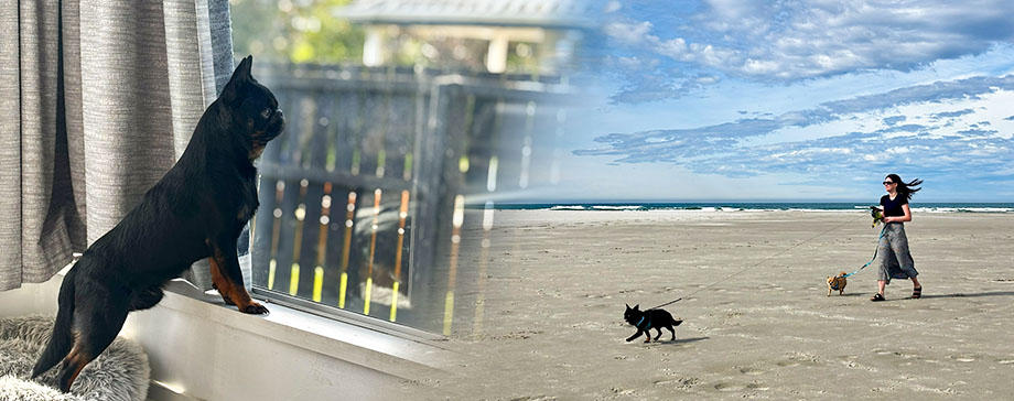 【＃もっと知りたい】ニュージーランドの家庭犬の日常生活に密着！