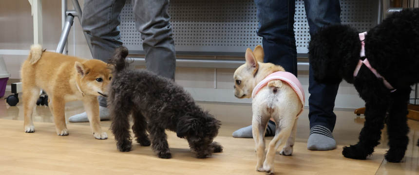 お互いのにおいを嗅ぎ合いながらあいさつ。遊べるかな？