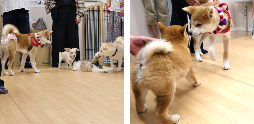子犬同士すぐに打ち解けて遊び始めました
