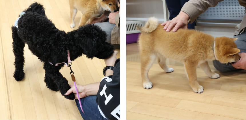 子犬のうちからどこでも触れるように慣らすことは重要です