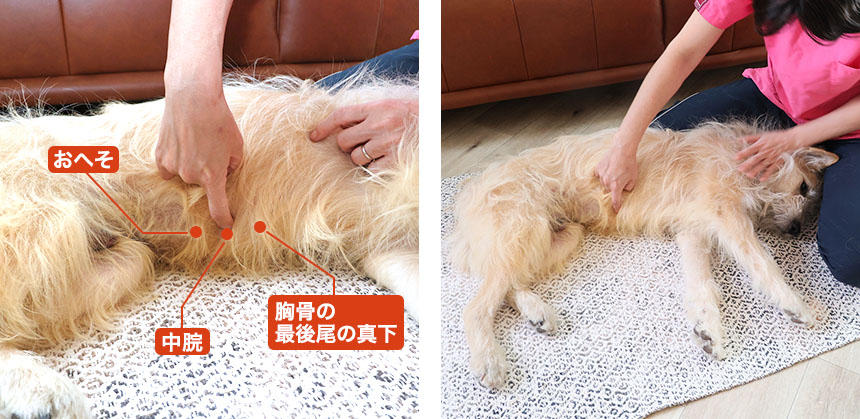 ピンポイントでわかりにくければ、おへその上から肋骨のあるあたりにかけて、マッサージ感覚で圧してあげると良いでしょう