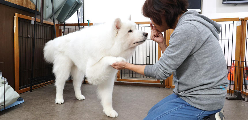 12歳のサモエドと遊びながらの“脳トレ”をする三浦さん