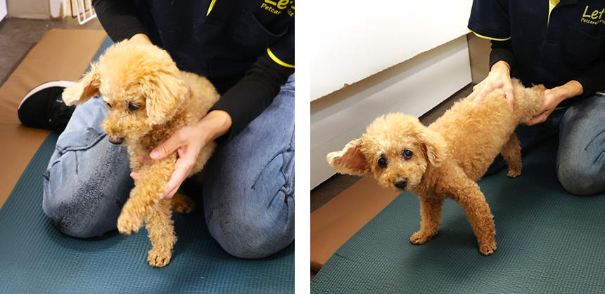 ストレッチをすることで、柔軟性が保てて四肢の可動域も広がります