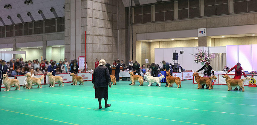 見慣れた犬種でも、美しく整えられた姿でズラリと勢ぞろいしていると圧巻です（写真はゴールデン・レトリーバー）
