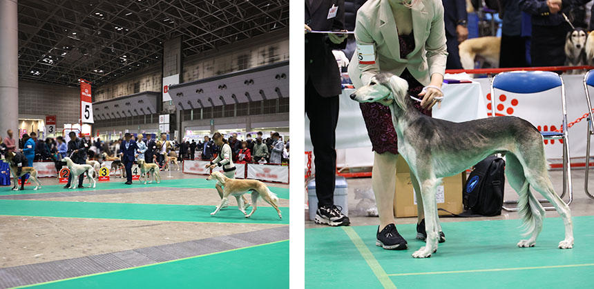 いかなる毛色も許容されている、サルーキ。耐久性も高い優秀な猟犬です