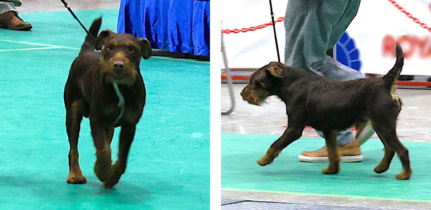 ジャーマン・ハンティング・テリア。出陳犬の毛色はダーク・ブラウン＆タン