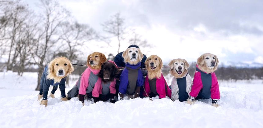 レトリーバー仲間と一緒にしばしば雪遊びに行くという、チェリー＆シュガーママ。それぞれがベストマッチの寒さ対策をしています。人が乗るそりの横を10頭のレトリーバーが走っていたこともあるとか（写真提供：チェリー＆シュガーママ）
