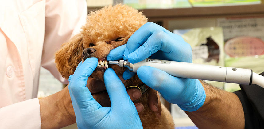 かまくらげんき動物病院の歯科（歯周病外来）ではプラズマ治療も行われています