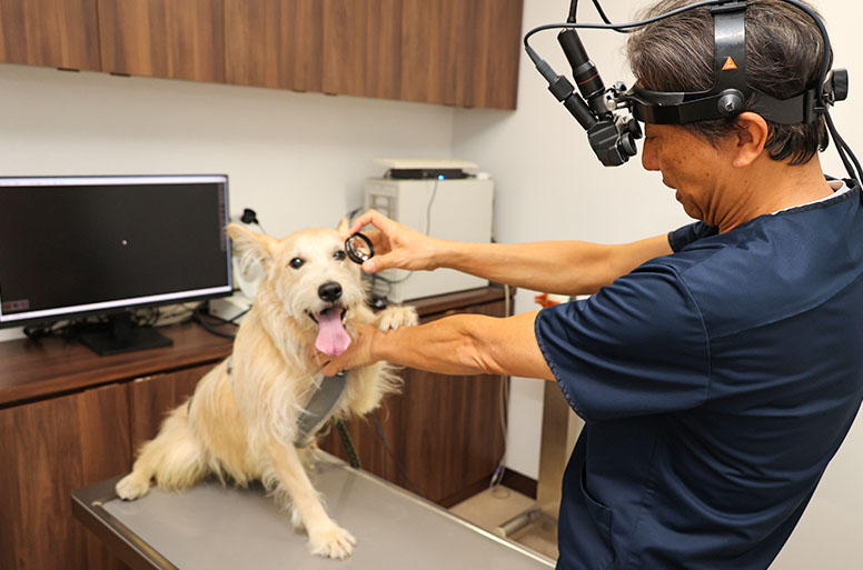 多くの症例を診てきた専門の獣医師だからこそ、的確な早期診断も可能。どうぶつ眼科では、白内障、緑内障、腫瘍、チェリーアイなどの二次診療を予約制で受けています