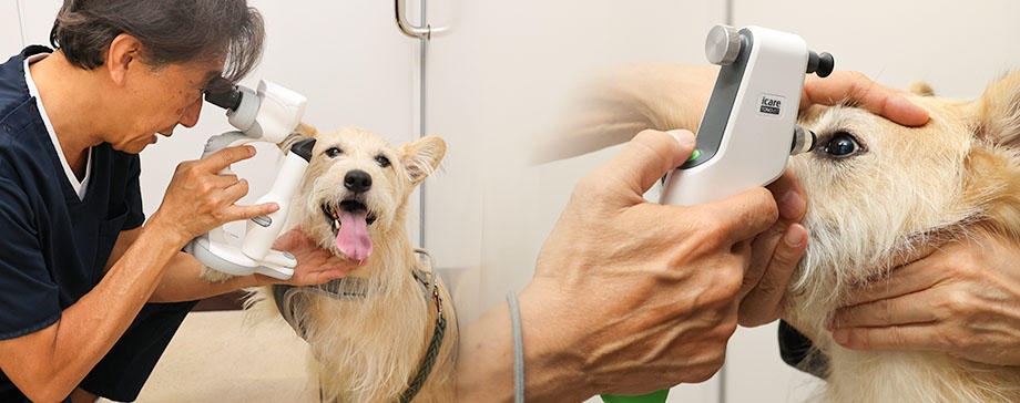 【＃ケアシリーズ】街の専門診療が増えている！犬の眼科・皮膚科・歯科などが心強い