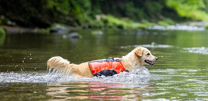 ライフジャケットは安全に水遊びをするためのアイテムのひとつ