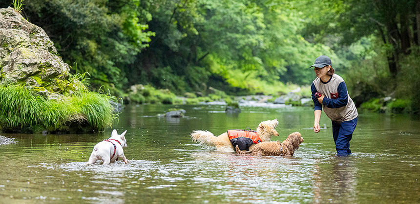 飼い主さんが先に川や海に入ってから呼ぶと、犬も入りやすくなります