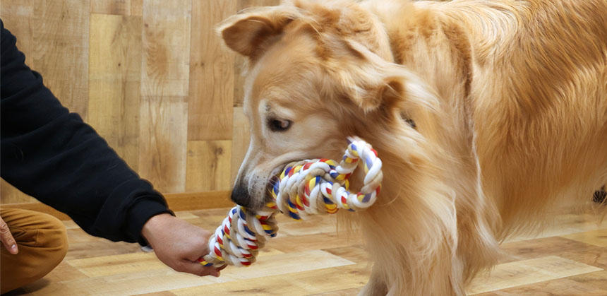 引っ張りっこを楽しんいるか、ボールを追いかけると目が輝くかなど、うちの子の“好き”を見極めて