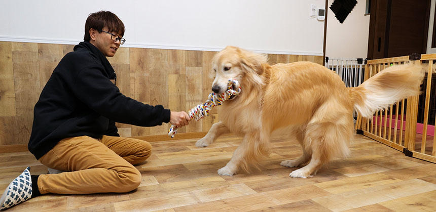 ある程度引っ張りっこをしたら、犬に負けてあげて、おもちゃをゆずってもOK