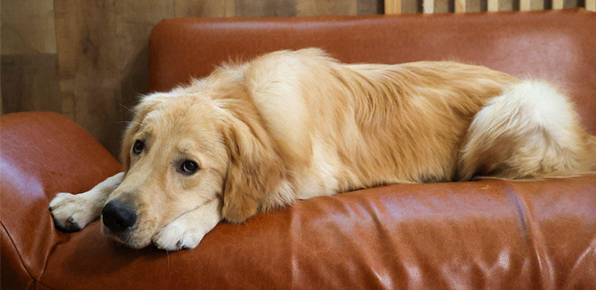 「あ～、楽しかった。満足して眠くなってきたよ……」