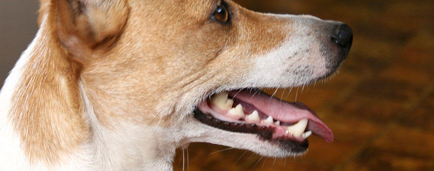 生ゴミ臭・アンモニア臭は要注意！犬の口臭は病気のサインのことも