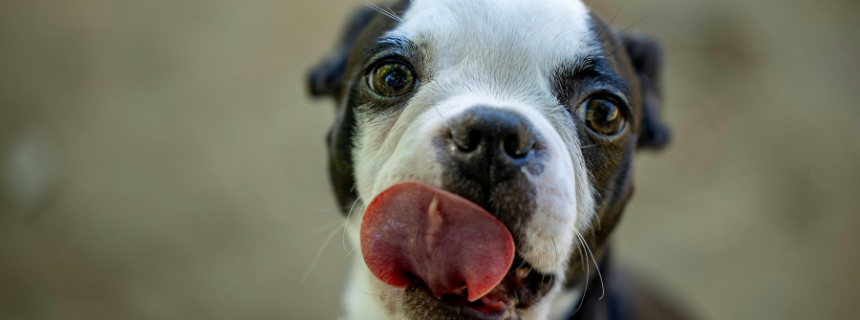 これって病気？犬が舌を出す、犬のペロペロが止まらないときの理由・原因とは。