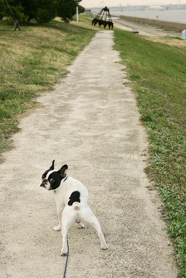一緒にどこまでも続く散歩道を歩いてくれたゴ−スケ