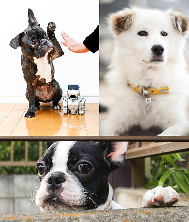 我が家の永遠の愛犬たち。マメ（左上）、爺さん（右上）、ゴ−スケ