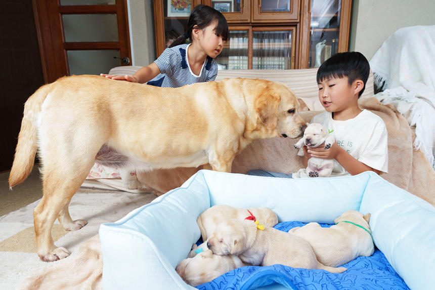 「2025アイメイト・サポートカレンダー」6月の写真（繁殖奉仕・メス）