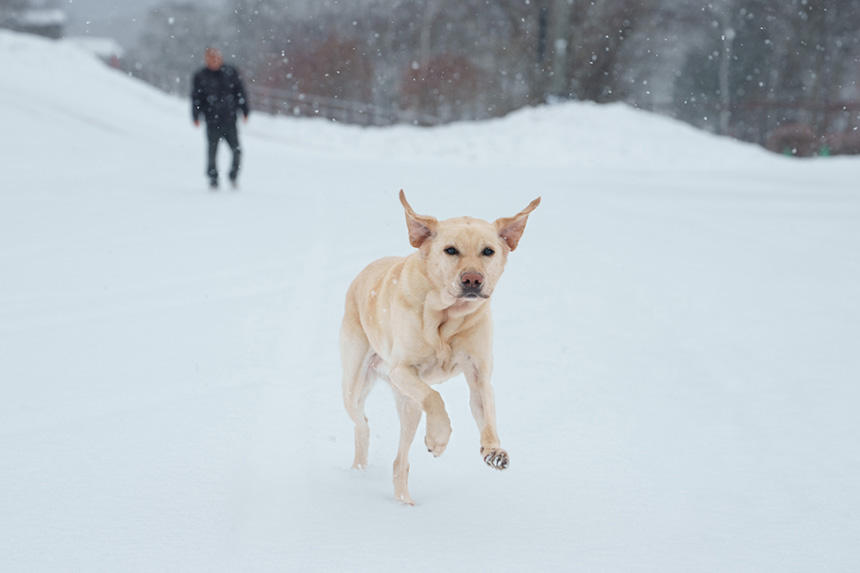 普段はおとなしいM子も、目の前に雪があると駆け出します