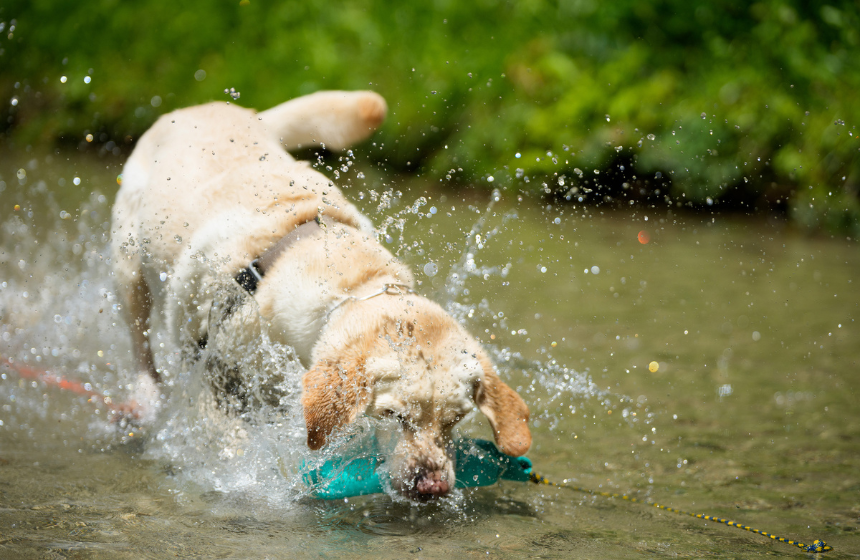 Dog Snapshot R 令和の犬景Vol.53　アイメイト（盲導犬）候補から家庭犬へ　「水遊び」に見る変化