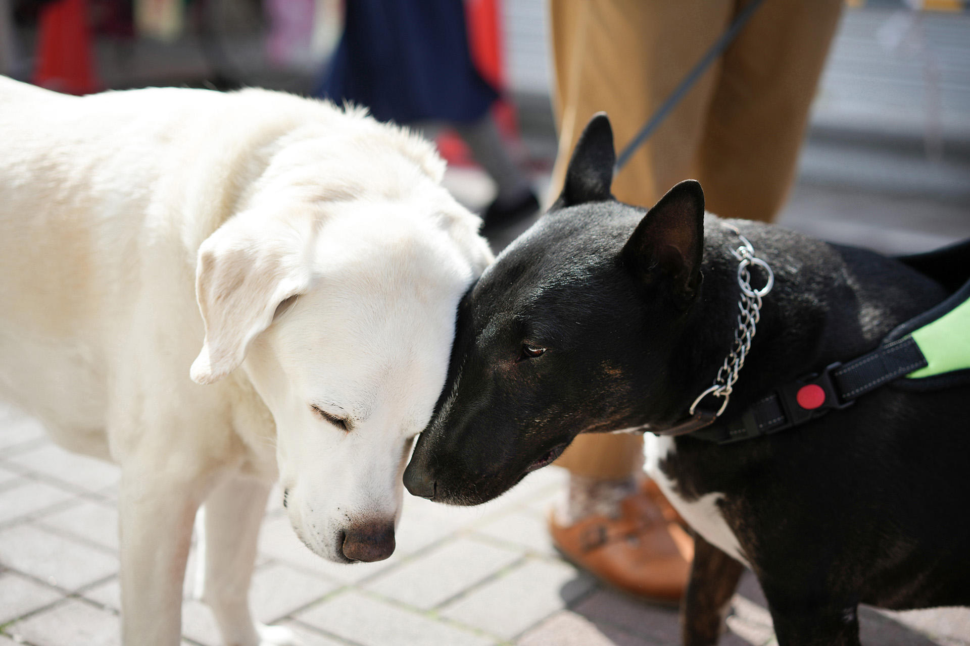 「リタイア犬日記」出展作より　マルコの優しさは周囲の人々や動物たちの心も癒した