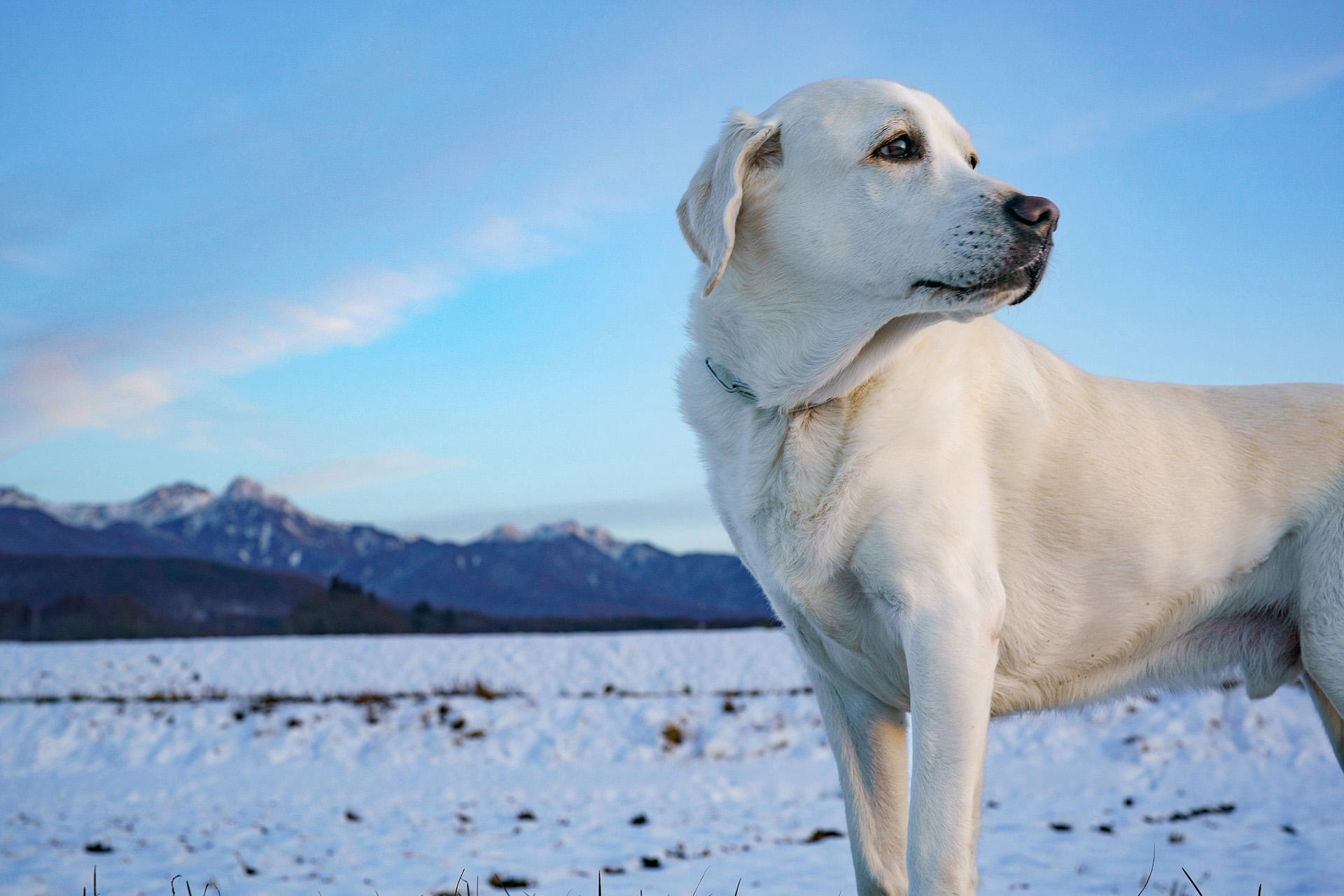 「リタイア犬日記」出展作より　マルコの優しい瞳には、力強さも宿っていた