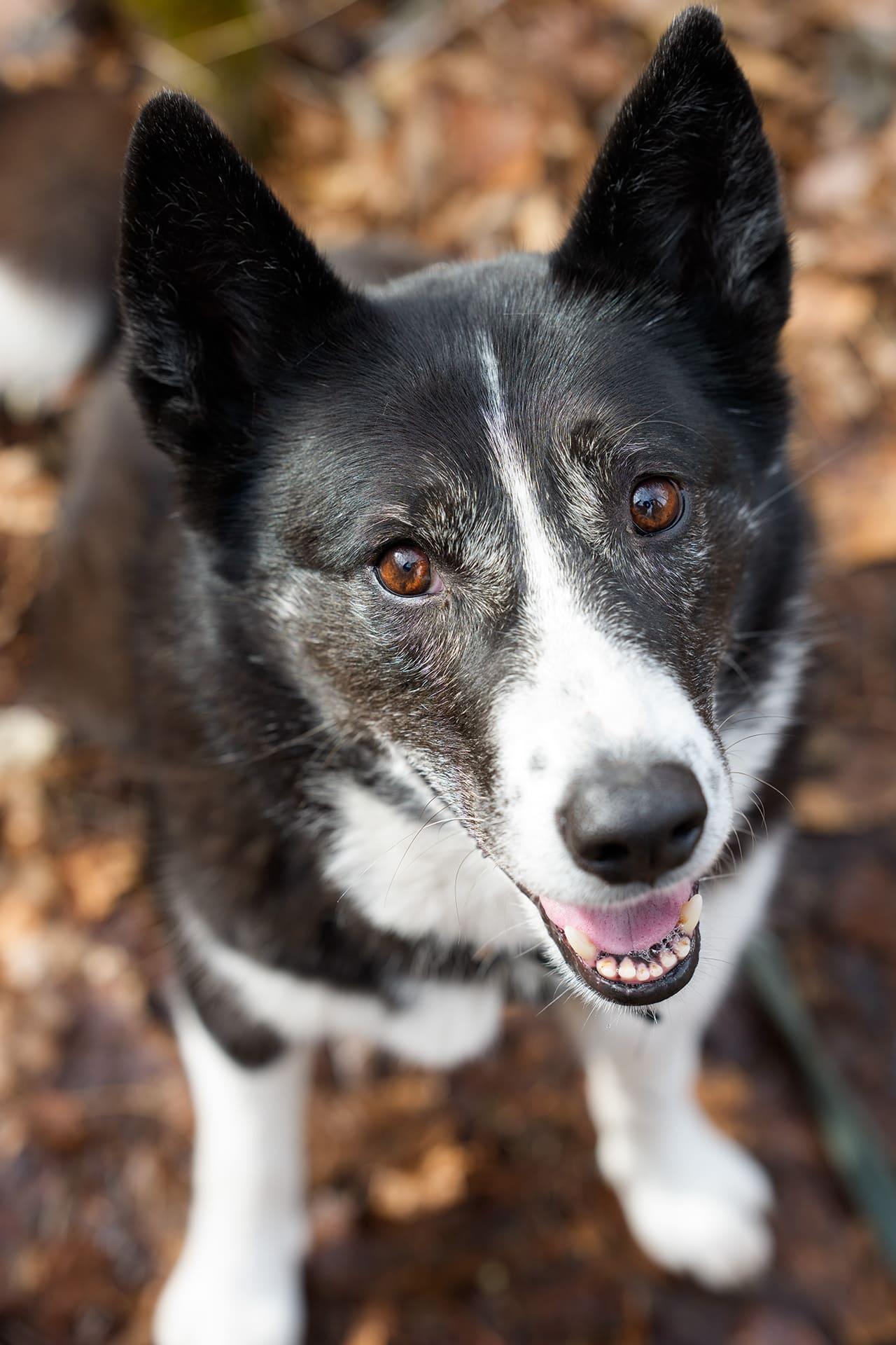 軽井沢で活躍しているベアドッグの「エルフ」