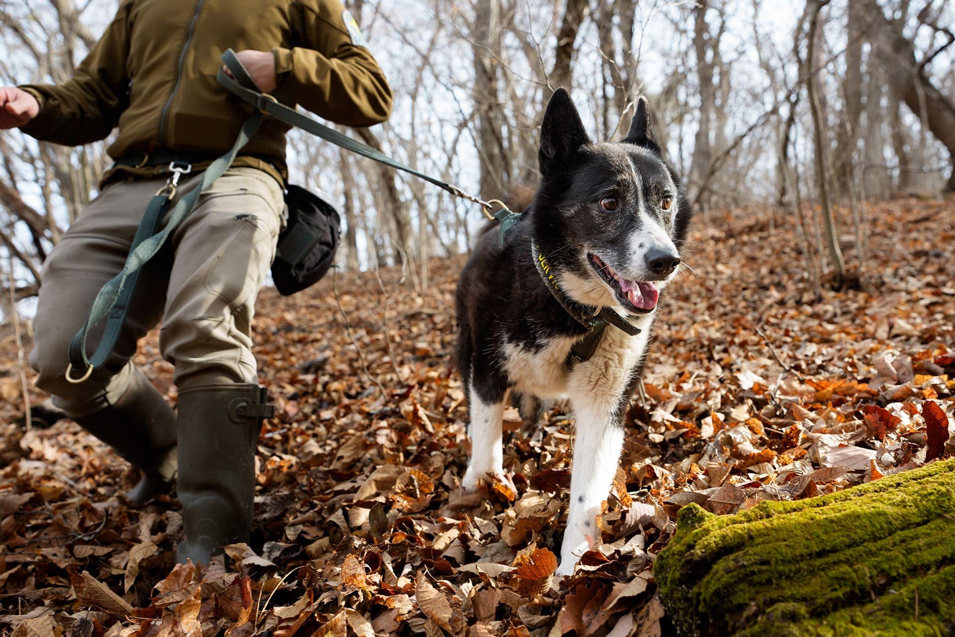 クマが人里近くに現れたらベアドッグが出動する