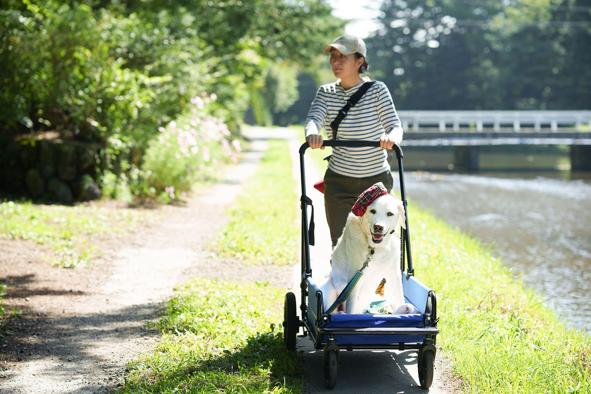本連載にもしばしば登場したリタイア犬「マルコ」。一緒に歩んだ「散歩道」で、僕たち夫婦に大きな愛を教えてくれた